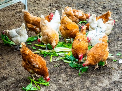 5 Reasons To Grow A Chicken Garden What To Plant