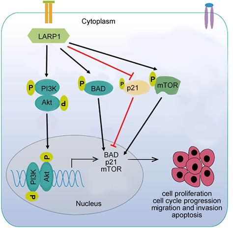 Larp1 Knockdown Inhibits Cultured Gastric Carcinoma Cell Cycle