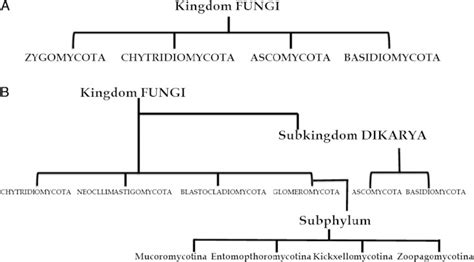 Kingdom Fungi Classification