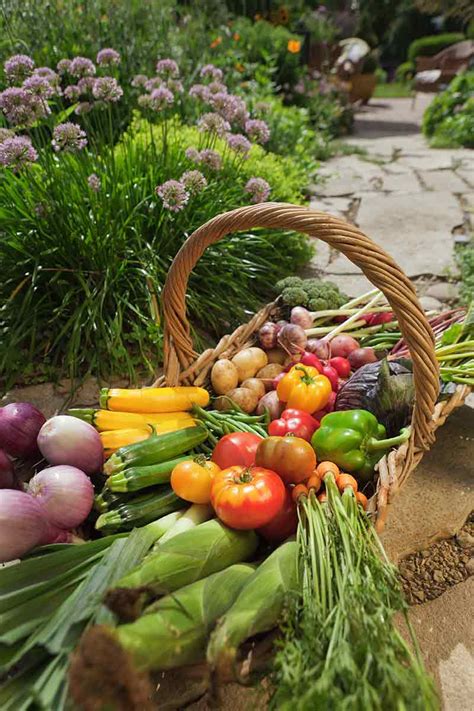 How To Plant Fertilize And Harvest Garden Vegetables