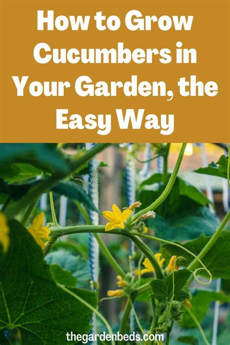 How To Grow Cucumbers In Your Garden The Easy Way Growing Cucumbers Raised Vegetable Gardens