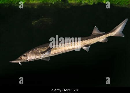 Common sturgeon, Sturgeon, Atlantic sturgeon, European sturgeon Stock ...