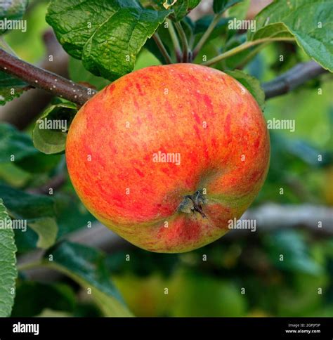 Apple Dutch Mignonne Malus Domestica Malus Domestica Apples Fruit