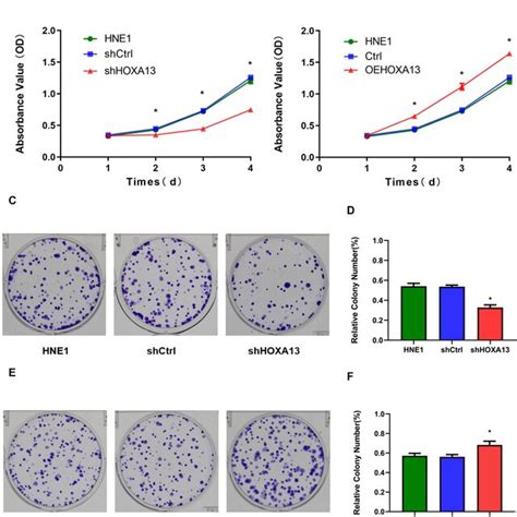 Silencing Of HOXA13 Inhibits NPC Cell Proliferation A B MTT Assay