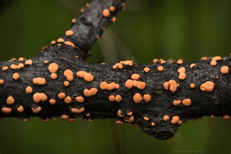 Coral Spot Nectria Cinnabarina