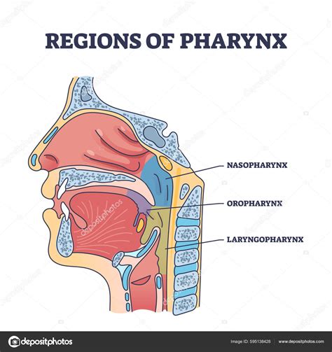 Regions Pharynx Throat Parts Division Cavity Side View Outline Diagram imagem vetorial de ...