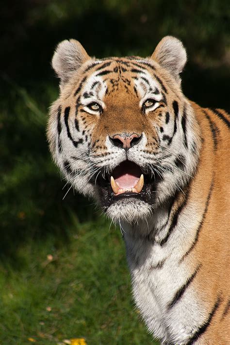 Smile of a Tiger by darkSoul4Life on DeviantArt