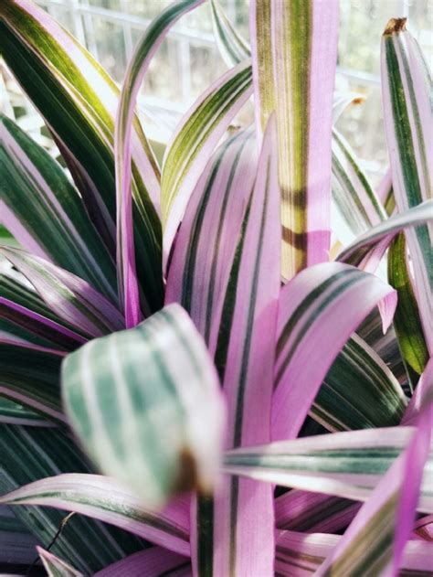 Buenas Bonitas Y Baratas Plantas Ideales Para Decorar Tu Casa Y Que