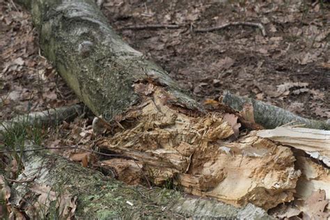 Fallen Rotten Tree With Stump In Forest Or Woods Stock Photo Image Of