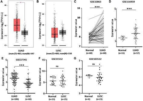 Frontiers CD73 Severed As A Potential Prognostic Marker And Promote