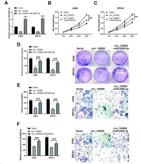 MiR 200b 3p Reversed The Inhibitory Effects Of Hsa Circ 103820 On