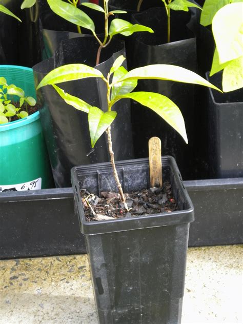 Star Apple Tree - Chrysophyllum cainito