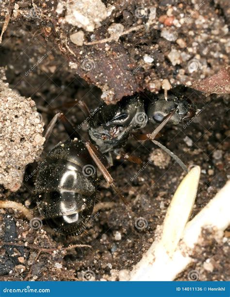 Black Ant Queen Stock Photo Image Of Shiny Environment 14011136