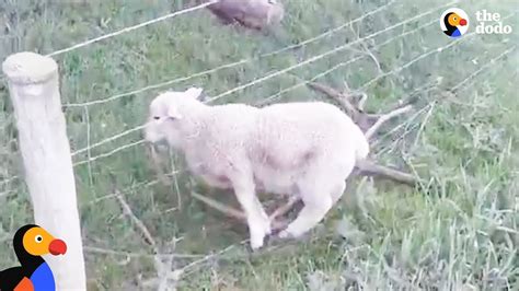 Motorcyclist Rescues Sheep Stuck In Fence The Dodo YouTube