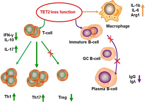 Frontiers Tet2 Function In Hematopoietic Malignancies Immune