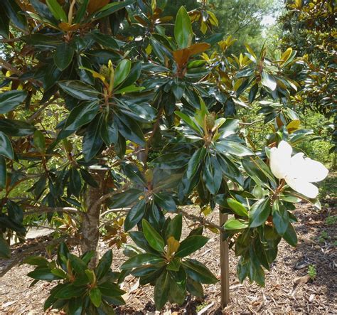 Magnolia Grandiflora Trees And Shrubs Online