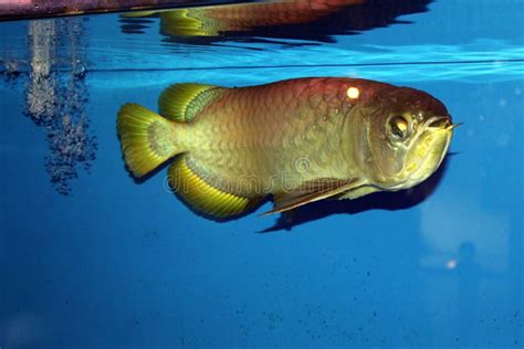 golden arowana fish stock photo image  included