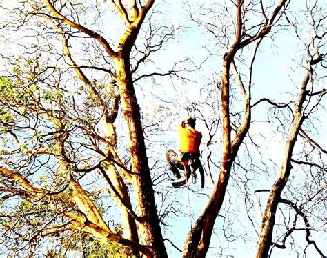 Ascend Tree Service