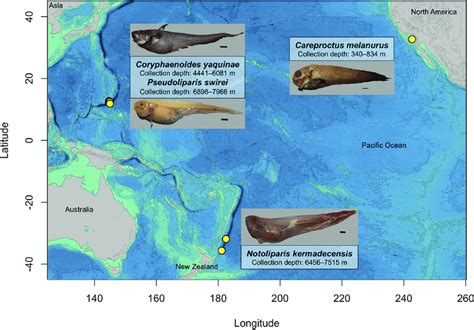 Pacific Ocean Fish