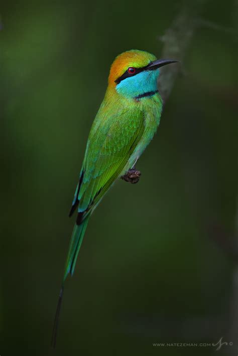 Green Bee Eater Green Bee Eater Merops Orientalis Yala National