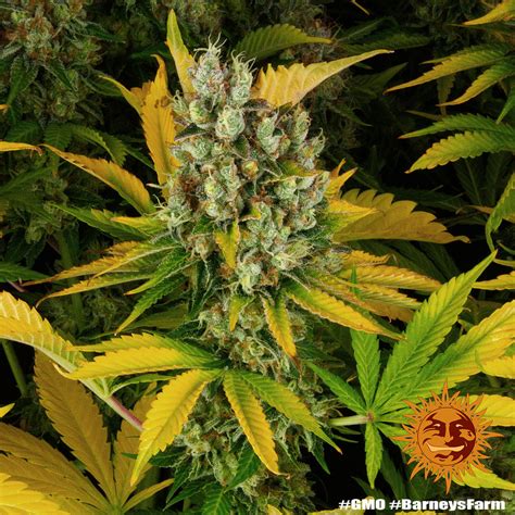 Gmo Weed Strain Barneys Farm Samen