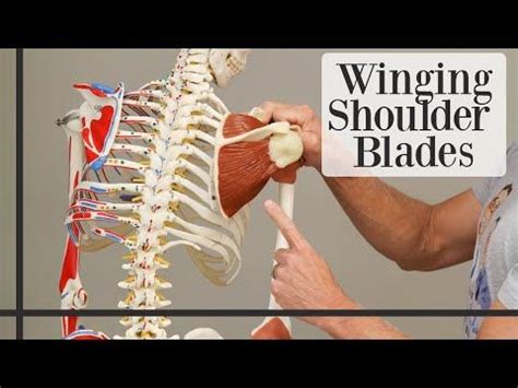 3 Simple Exercises To STOP Winging Shoulder Blades YouTube Easy