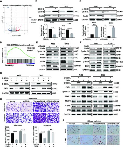 OGDHL Inhibits CcRCC Progression By Inhibiting FASN Regulated Lipid