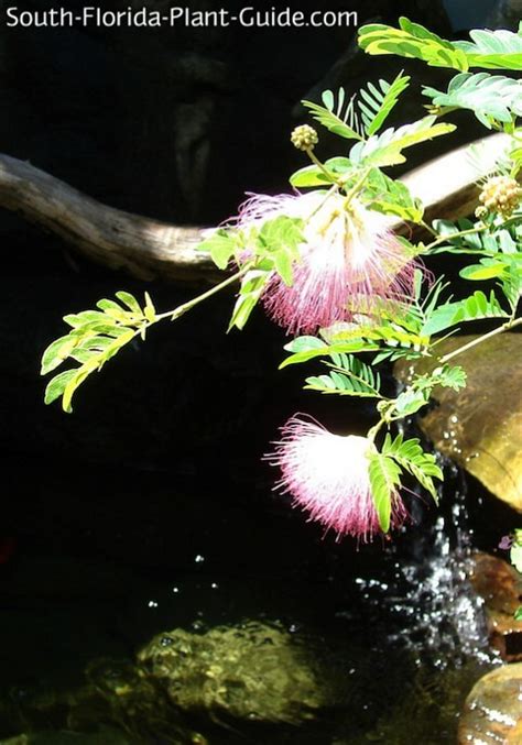 Powder Puff Tree Root System They Were All Right Binnacle Diaporama