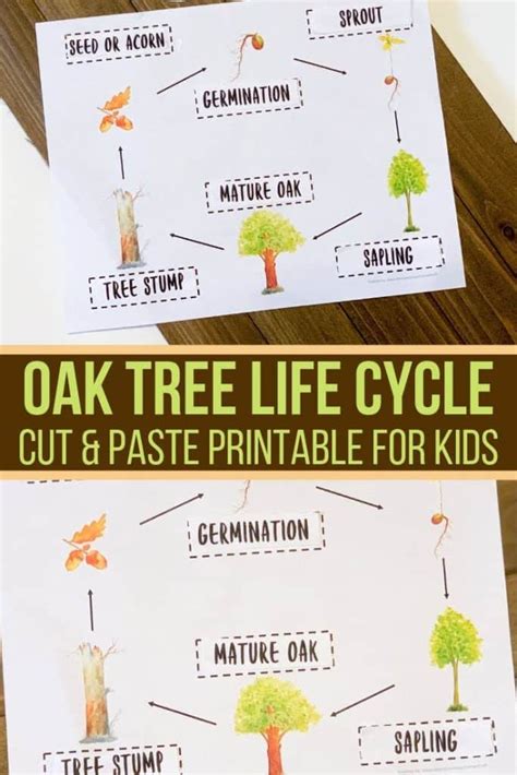 Oak Tree Cycle