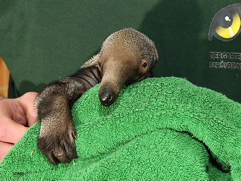 Ameisenbär Mocoa in Schönbrunn geboren wien ORF at