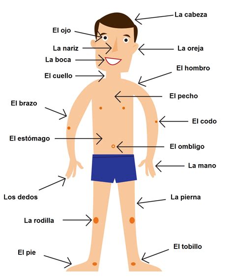 Części ciała po hiszpańsku El Puerto Szkoła języka hiszpańskiego