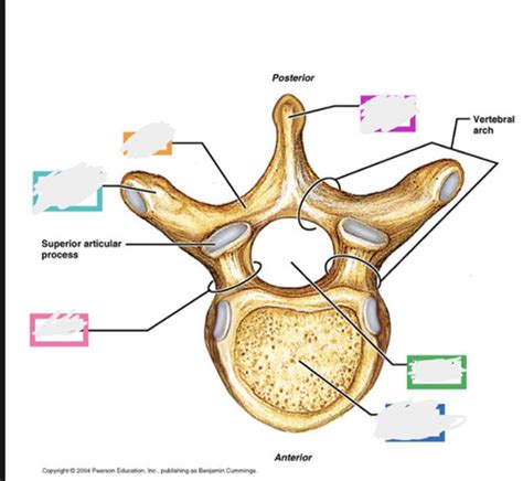 Anatomy 2300 - Unit 3 - Bones of the axial skeleton Flashcards | Quizlet