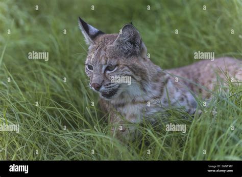Bobcat Lying On The Green Grass In The Everglades Of Florida Stock