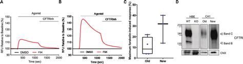 CFTR Function And Protein Expression In Fetal Lung Epithelial