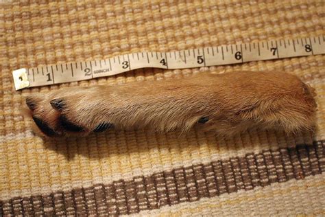 Preserved Coyote Paw Available For Sale Here Welcome To My Dead