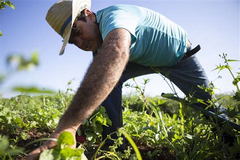 Zwei Farmer Beim Bumsen Telegraph