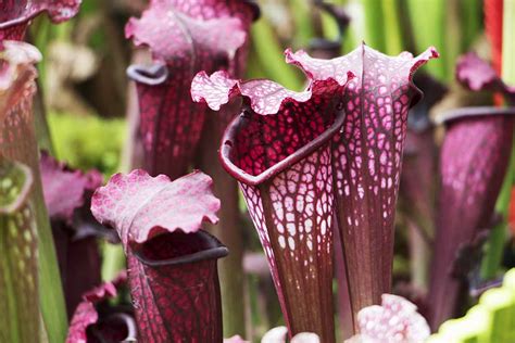 How To Grow And Care For Pitcher Plants Sarracenia