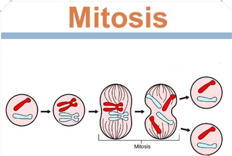 Kisi Soal Ulangan Pembelahan Mitosis Dan Meiosis Galerisoal Hot Sex