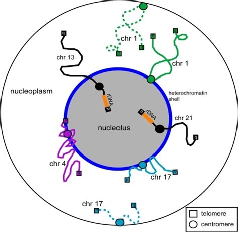 Nucleolar Associated Chromatin Regions A Schematic Sho Open I