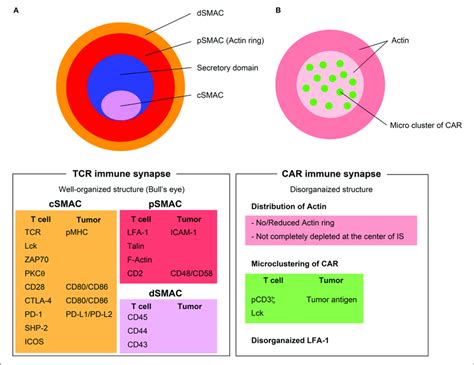 Immunological Synapse Formation Through Tcrs And Cars A Tcr Immune