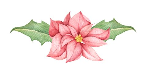 Red Christmas Poinsettia Flower Watercolor Illustration Botanical