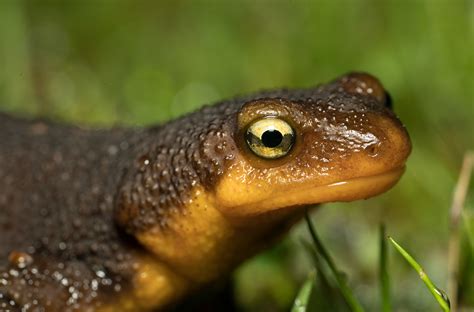 Ask the Naturalist | A Guide to Bay Area Salamanders - Bay Nature