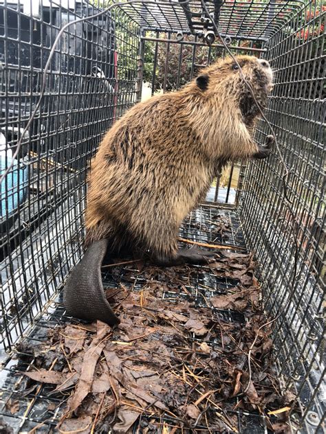 Affordable Beaver Trapping Services Licensed Professionals