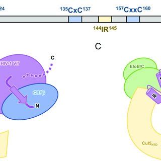 A Schematic Of Mvv Vif Motifs Important For Binding Cellular Factors