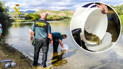 La Guardia Civil Devuelve Al Agua Euros En Angulas Capturadas