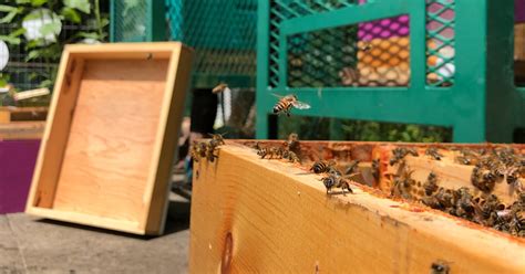 The Bees Are Back Neptune Terminals
