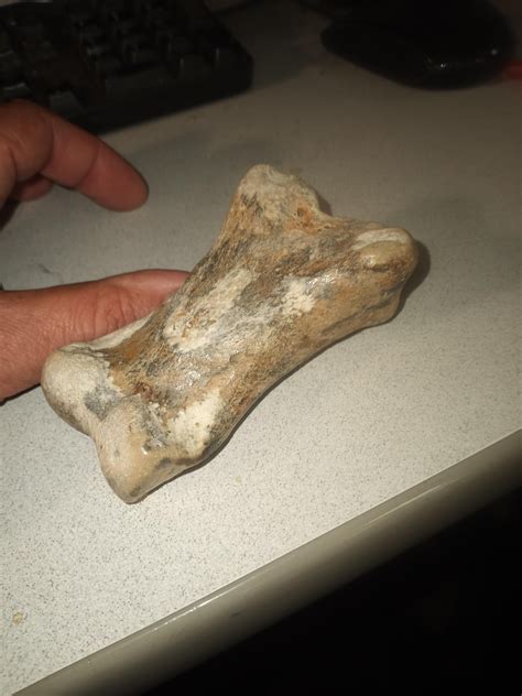 Found Fossil San Pablo Bay Pinole Ca Rfossilhunting