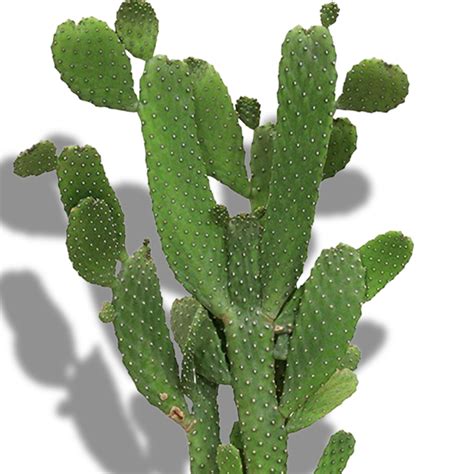 CACTUS - OUTDOOR – Home and Garden