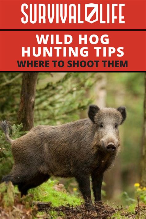 Wild Hog Hunting Tips_ Where To Shoot Them – Survival Life