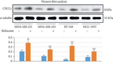 Belinostat Induces Cxcl Expression In Other Tnbc Cell Lines A